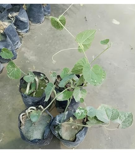Parwal vegetable seeds, pointed gourd seeds, parval seeds, potol seeds  (pack of 25) : Amazon.in: Garden & Outdoors