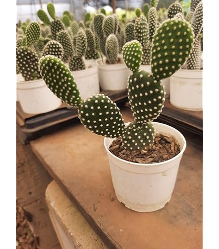 Cactus✩ COMBO OF 7 BEAUTIFUL FLOWERING CACTUS : Amazon.in: Garden & Outdoors