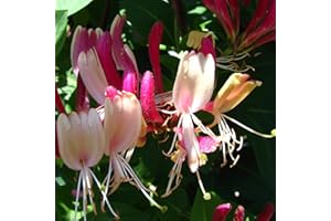 BAUMSCHULE WEDROWSKI W Chèvrefeuille American Beauty 2L - La variété la plus précieuse