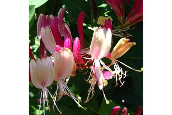 Chèvrefeuille American Beauty 2L - La variété la plus précieuse