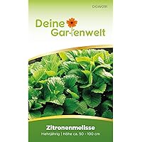 Zitronenmelisse Samen mehrjährig | Saatgut für Melissa officinalis | Kräutersamen