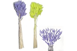 Syiyunran Erba di Coda Lepre Piccola Pampa - OFruit verde e viola 60 pezzi ciascuno, Fiori Secchi Canna Secca, Adatto Matrimonio Casa Festa Ufficio Fotografia Decorazione Vaso