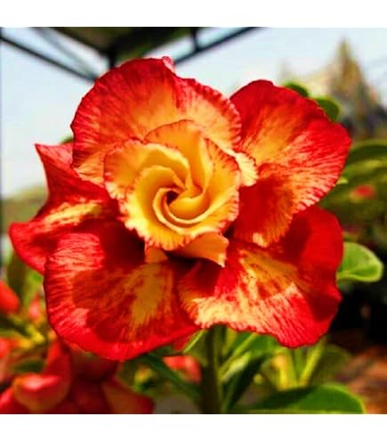 Wüstenrosen Kaufen WüStenrosen Rhizome,WüStenros Produktbild-Vorschau 3