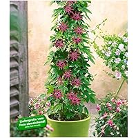 BALDUR Garten Winterharte Passionsblumen 'Ladybirds Dream', 1 Pflanze, Passiflora mehrjährig