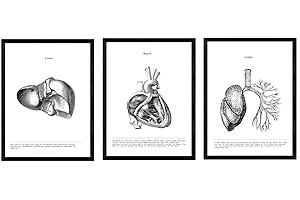 Nacnic Set 3 Stampe artistiche in Bianco e Nero, Immagini del Corpo Umano Cuore polmoni e fegato Biologia con Dettaglio. Medicina Generale- Medico ospedali. Scenze. Poster di Anatomia.