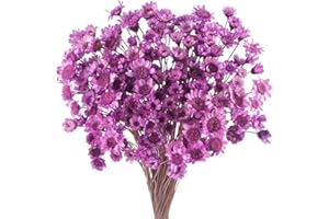 LARBER 300 pezzi di fiori secchi brasiliani Iila piccoli fiori stellati secchi mini bouquet di fiori secchi margherite mini camomilla per composizione floreale matrimonio 300 pezzi Star Dried Flower