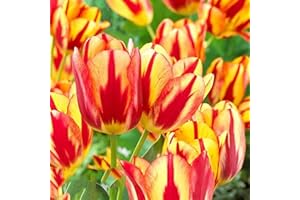 REMORUI 50 Stück Tulpenzwiebeln Winterhart Mehrjährig, Tulpen Samen für Garten und Balkon, Tulpen Pflanzen, Garten Blumen, Ideale Garten Pflanzen, Balkon Pflanzen, 50Pcs Tulip Seeds (Orange & Rot)