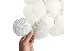 DASKID 16 PCS White Scallop Shells, 10–12CM Natural Large Seashells for Crafts, Wedding Decor, Beach Party, Aquarium & Vase Filler