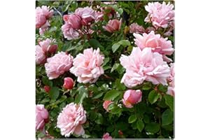 Rose Bare Root 'Albertine' Rambling Rose. Light Pink Scented Blooms by Growtanical®