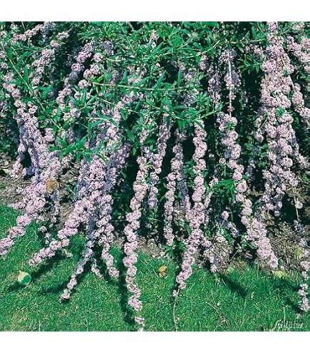 crochet wisteria wisteria pillow pattern – planetbeck main image 0