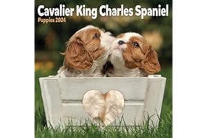 AVONSIDE PUBLISHING LTD Cavalier King Charles Spaniel Puppies Mini Calendar 2024