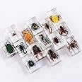 BALINS 14 Pack Insect Specimen Resin Animal And Plant Specimens Science Scarab Collection, Kids Bugs For Desk Decor Preschool Science Real Insects Insects In Resin