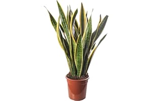 GARDENERSDREAM Snake Plant Sansevieria Tall Indoor Plants Exotic Large Trees for Your Home