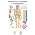 Kopf-Akupunktur Mini-Poster Anatomie 34x24 cm medizinische Lehrmittel