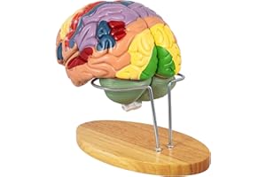 UIGJIOG Modelo de Cerebro Humano de 4 Partes Anatomía con codificación de Colores Cerebro Humano Modelo anatómico, enseñanza Cerebral Cerebro Humano para Ciencia Aula de Estudio Modelo