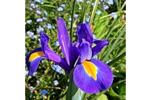 Carbeth Plants - 50 x Iris Blue Magic Spring Bulbs - Deep Purple Summer Flowering Perennials - UK Hardy Low Maintenance Pollinator Friendly - Grow in Beds, Borders and Patio Pots