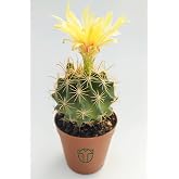 Euro Flora Thelocactus İdeas &Ccedil;i&ccedil;ek A&ccedil;an Kakt&uuml;s 5.5 cm Saksıda