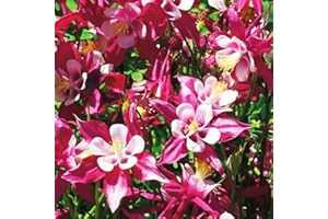 COOTO 1x rizoma Aquilegia Piante da giardino Pianta Colombina Bulbo fiore Aquilegia vulgaris Crimson Star