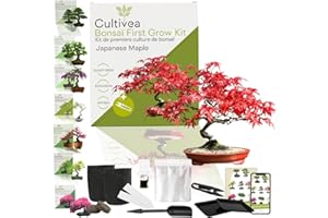 CULTIVEA Pierwszy zestaw bonsai - kompletny zestaw z nasionami, akcesoriami i przewodnikiem - Bonsai do uprawy | Oryginalny pomysł na prezent (japońska klona)