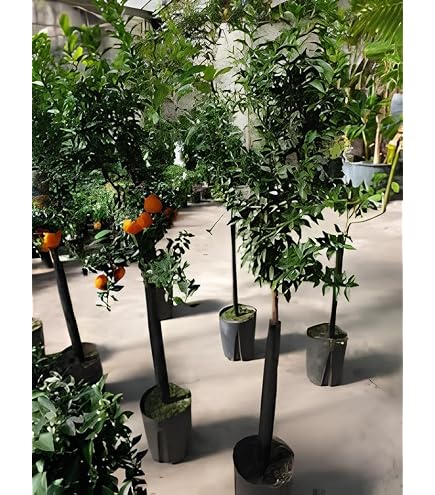 Pianta Di Arancio Navellina Arancio Amaro SAVINI VIVAI, Albero - 11