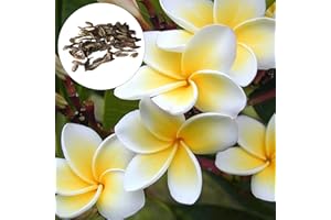 Benoon 50 pezzi di frangipane semi, semi di fiori forte vitalità paesaggistica sicura cassaforte rapido crescita semi di fiori in vaso giardinaggio forniture Bianco