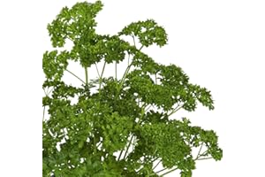 Parsley Plants, Ready for The Garden. 'Grandeur Mooskrause 2'. Curly Leaf Parsley, Culinary herb. 9cm Plant x 2. Available from Bedwen Plants.