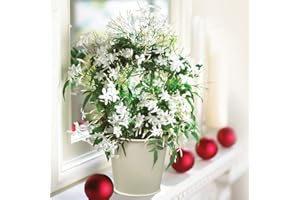 Jasmine on a Hoop 1 x 12cm in Ivory Zinc Pot – Gift Wrapped Indoor Plant | Fragrant White Flowers, Pink Buds | Festive Christmas House Plant & Decorative Indoor Display by Thompson & Morgan