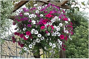 Lot de 100 graines Petunia pendants Balcony Mix (pendaison modérée) - annuelle