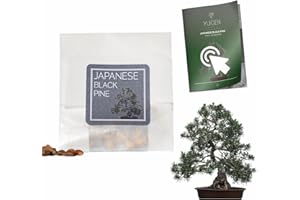 YUGEN BONSAI 30 Japanese Black Pine Bonsai Seeds | Pinus Thunbergii | Growing Guide | Grow Your Own Bonsai Tree | Bonsai Beginners and Enthusiasts