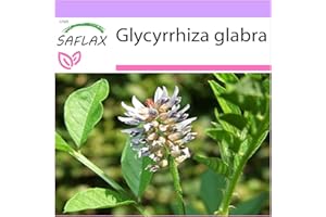 SAFLAX - Liquirizia - 30 semi - Glycyrrhiza glabra