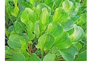 H2O-PFLANZE Rosette Frog Spoon | Alisma Parviflora | Water Plant | Pond Plant | Hardy | Very Decorative Leaves