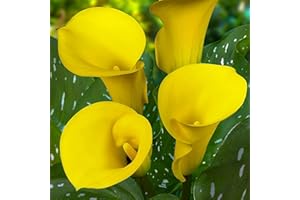 DUTCH BULBS EXCLUSIVE PLANTS FROM HOLLAND Bulbi di Calla gialla (Yellow Passion) Zantedeschia, 5 bulbi veri e grandi che portano più di 5 fiori, pianta da giardino ideale, dall'Olanda(senza semi e non artificiali)