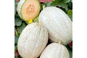 Viridis Hortus - Melon Emir F1 20 x Sweet Cucurnis Melo Vegetable/Fruit Seeds Ideal for Greenhouse or Polytunnel
