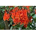 M-Tech Gardens Rare Herbal Ayurvedic Medicinal Plant 1 Live Plant (Palash - Butea monosperma)