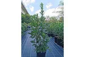 GENERICO Pianta Di Corbezzolo, Arbutus Unedo, Foto Reali