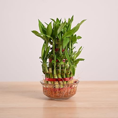 Ugaoo Lucky Bamboo 3 Layer Feng Shui Plant (green color)