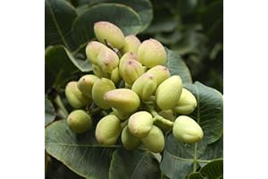 Benoon Semi Di Pistacchi, 5 Pezzi Semi Di Pistacchi Non OGM Semi Di Pistacchi Freschi Facili Da Piantare Per Giardino Seme