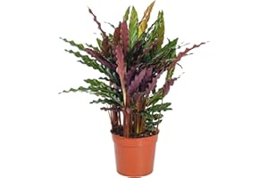 GARDENERSDREAM Calathea Elgergrass Large Indoor House Plant Real Tall Tropical Evergreen Plants (50-60cm (Incl. Pot))