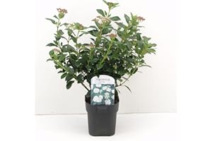 Viburno Tino "Viburnum tinus" lentaggine 3 piante da siepe sempreverde in vaso ø9 cm h. 40/50 cm Vivaio di Castelletto
