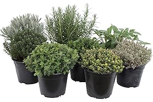 SAATBOTE Paquete de hierbas italianas con 5 hierbas/orégano, albahaca, perejil, tomillo, mejorana / 250 semillas/Ideal para el alféizar de la ventana/su propio jardín de hierbas/macetas de hierbas