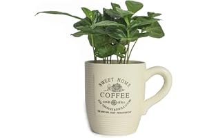 INTERFLOWERS GMBH Echte Kaffee Pflanze coffea arabica ca. 30cm - pflegeleichter Kaffeestrauch, Zimmerpflanzen, Zimmerpflanzen Set, grünpflanzen zimmerpflanzen, Kaffeepflanzen (1, Kaffeepflanze mit Tasse)