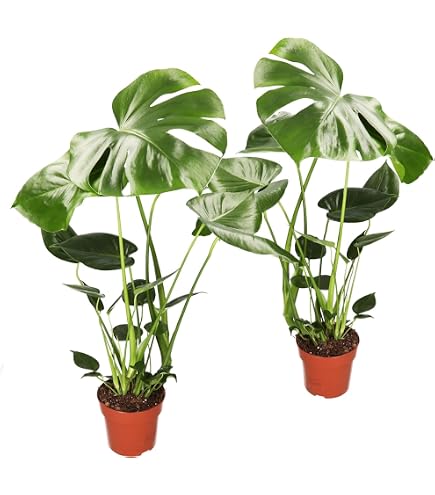 Alocasia Portodora Elefantenohr Ca. 90 Cm  Exotische Zimmerpflanze Mit  Groen Blttern Fr Wohnzimmer & Bro