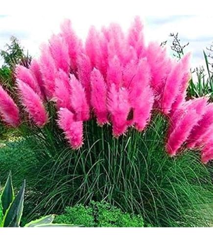Cortaderia selloana Riesen-Pampasgras, Rosa Blüte, 40-50cm Pflanzen Garten