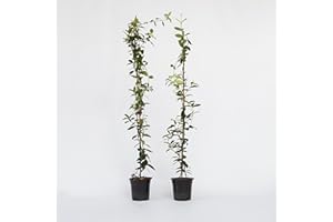Plant in a Box - Trachelospermum jasminoides - Set de 2 - XL Jasmin etoile grimpant - Fleurs blanc - Pot 17cm - Hauteur 110-120cm