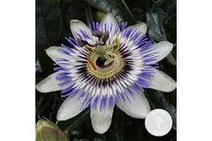 Bloomique - Passiflora Caerulea - Passionsblume - Blau, Weiß - Kletterpflanzen - Gartenpflanzen - Winterhart - 50-70 cm Hoch - Topf 15 cm