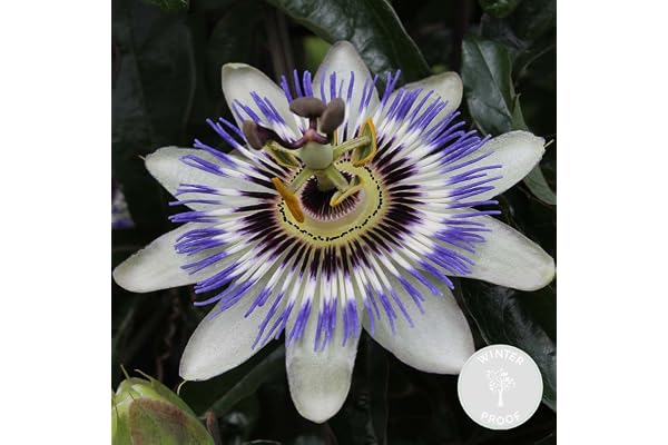 Bloomique - Passiflora caerulea - Fleur de la passion - Bleue & blanche - Grimpante - Plante de jardin - Rustique - Hauteur 50-70 cm - Pot 15 cm