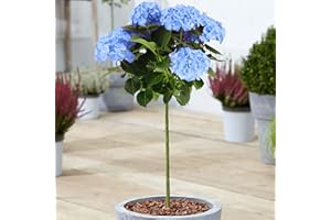GARDENERSDREAM Hydrangea Macrophylla Tree Collection | Deciduous Trees for Small Gardens Patios Plant Borders | Potted Lollipop Blue, Pink, White & Red Trees | Climbing Hydrangea Flower (70-80cm (Incl. Pot), Blue)