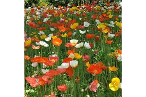 THE SEED SHED Poppy Field Mixed Seeds – Quick & Easy to Sow – Wonderful Eye-Catching Poppies – for Your Beautiful Garden