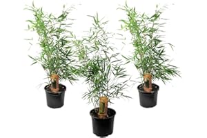 Plant in a Box - Fargesia Rufa Bamboo - Set di 3 - Non strisciante - Verde - Vaso 13cm - Altezza 25-40cm