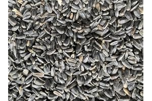 Heinrichs Agrar Sonne aus Rheinhessen schwarze Sonnenblumenkerne, 25 kg